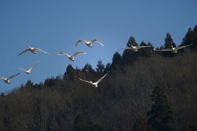 Low angle view of birds flying against clear sky