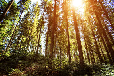 Low angle view of sunlight streaming through trees in forest