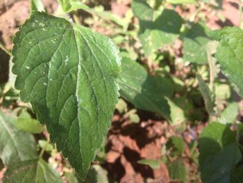 Close-up of fresh green leaves