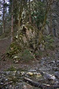 Trees growing in forest