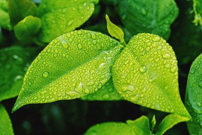 Close-up of green leaves