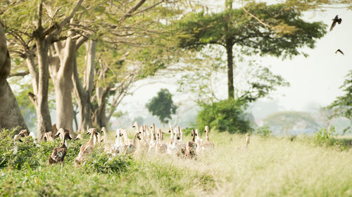 View of sheep on field