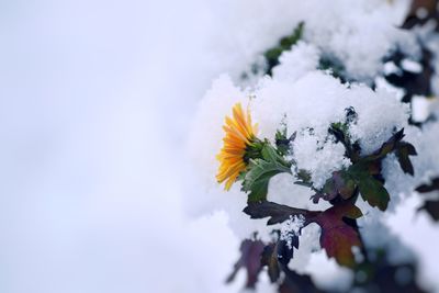 Close-up of snow on plant