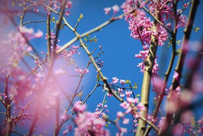 Low angle view of cherry blossoms in spring