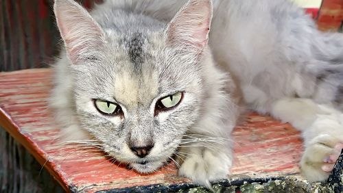 Close-up portrait of cat