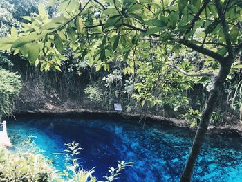 Scenic view of tree by plants