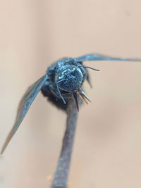 Close-up of insect