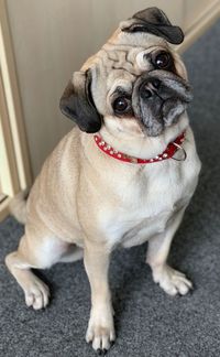 Portrait of dog sitting on floor