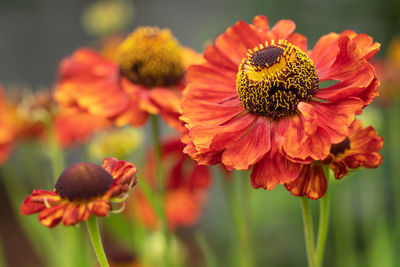 Helens flower, helenium,  flowers of summertime