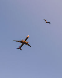 Low angle view of bird and airplane flying in sky