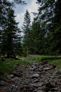 Trees in forest against sky