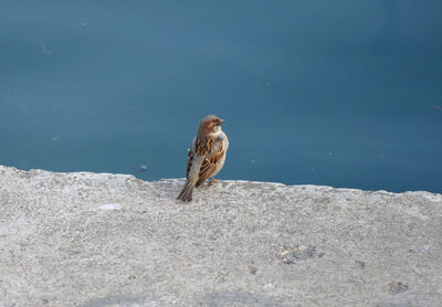 Bird perching on rock