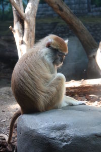 Close-up of monkey sitting in zoo