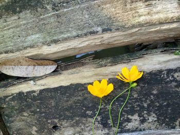 Close-up of yellow flowers blooming outdoors