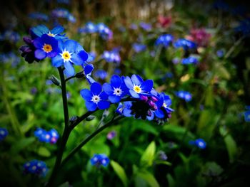 Close-up of purple flowers blooming