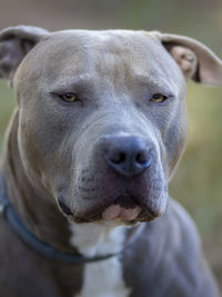 Close-up portrait of dog