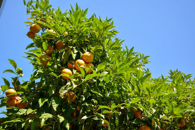 Low angle view of oranges growing on tree against sky