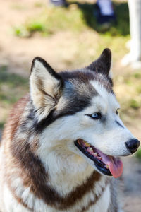 Close-up of dog looking away