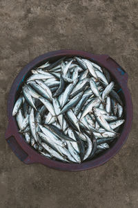 High angle view of fish in container