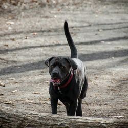 Portrait of black dog