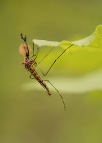 Close-up of insect