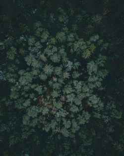High angle view of flower tree in forest