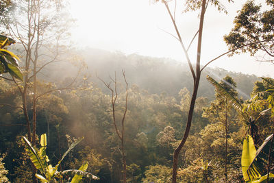 Trees in forest against sky