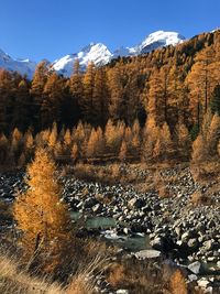 wilderness