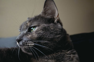 Close-up of a cat looking away