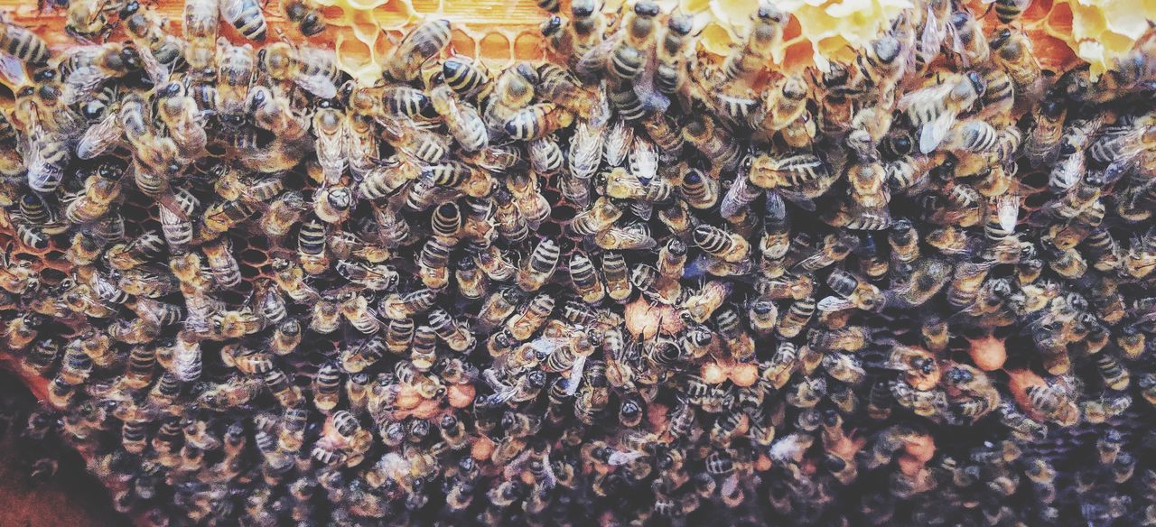 large group of animals, insect, bee, pattern, group of animals, animal, wildlife, animal themes, honey bee, animal wildlife, abundance, no people, full frame, day, backgrounds, beehive, apiculture, large group of objects, outdoors, nature, colony, close-up, high angle view, apiary, honeycomb