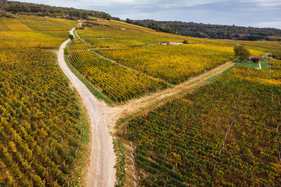 Scenic view of agricultural field. aerial view of vineyard during autumn 