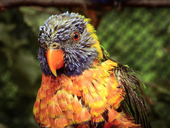 Close-up of parrot perching