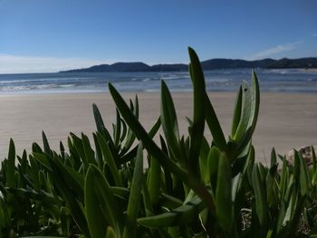 Plants growing on beach against sky