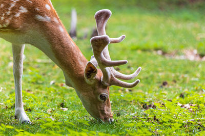 Deer on a field eating grass