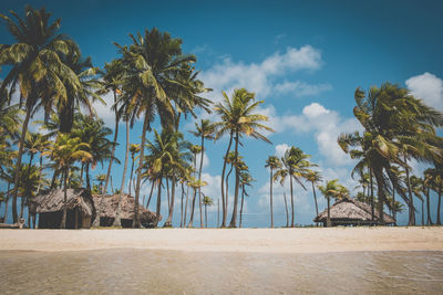 Palm trees on beach against sky