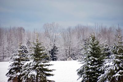 Trees on snow covered field against sky