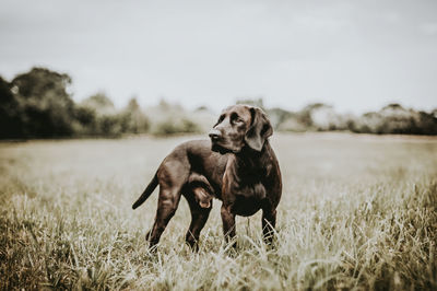 Dog sitting on field