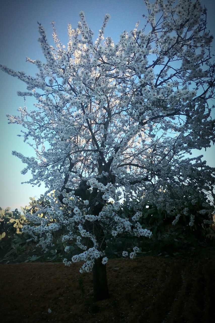 flower, tree, branch, growth, freshness, beauty in nature, nature, fragility, low angle view, blossom, cherry blossom, white color, cherry tree, sky, in bloom, springtime, blooming, clear sky, tranquility, sunlight