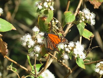 Close-up of butterfly perching on flower