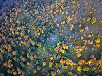 High angle view of flowering plants on land