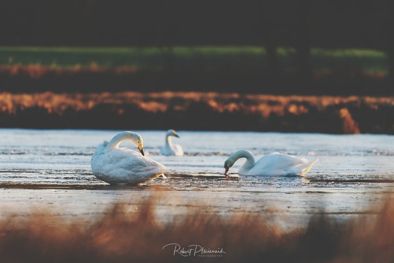 animals in the wild, bird, animal wildlife, animal, animal themes, group of animals, vertebrate, water, selective focus, two animals, nature, no people, day, outdoors, sea, seagull, beach