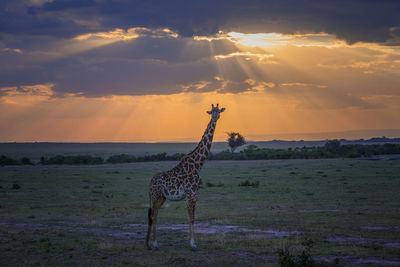 View of giraffe on field against sky during sunset