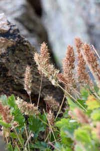 Close-up of flowers