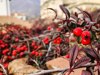 Close-up of red berries growing on tree