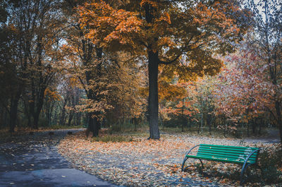 Autumn landscapes in the city, orange trees, october colorful, kiev, ukraine