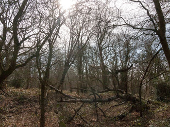 Bare trees in forest