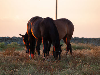 Horses grazing in a field