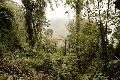 Trees growing in forest against sky