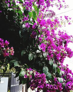 Purple flowers blooming on tree