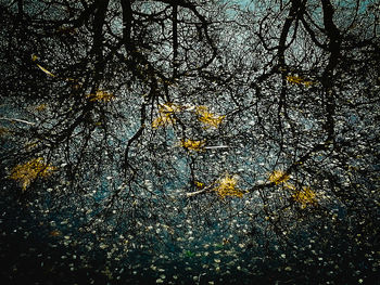 Low angle view of trees growing in forest during autumn